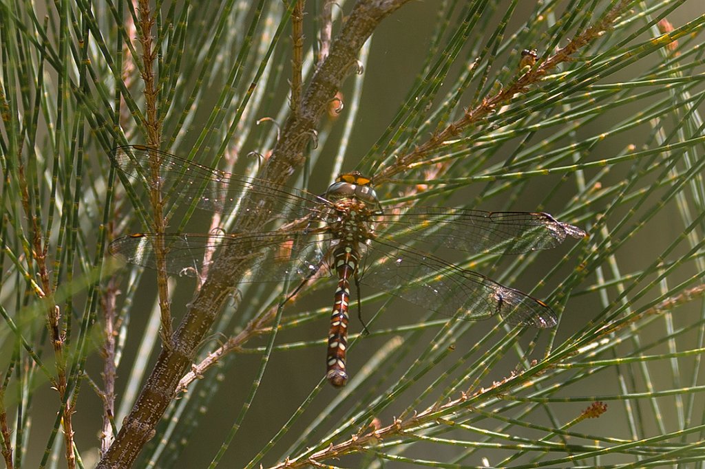 damsel fly.jpg